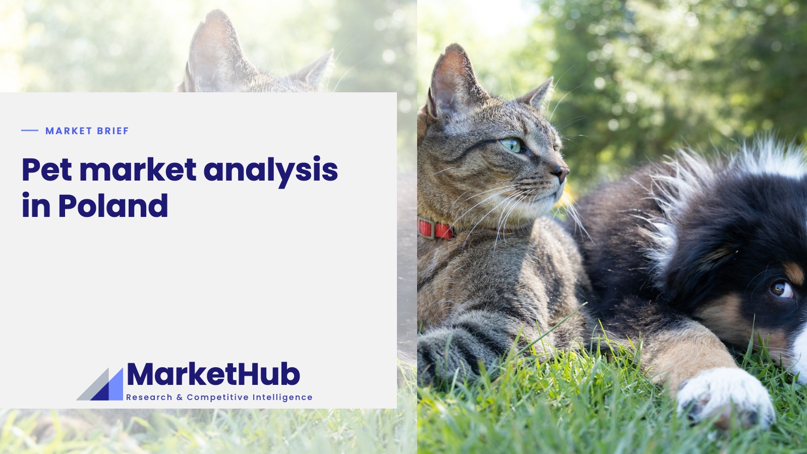 Pet market analysis in Poland